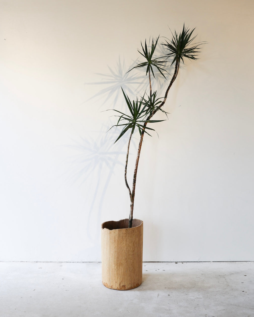 Dracaena Marginata