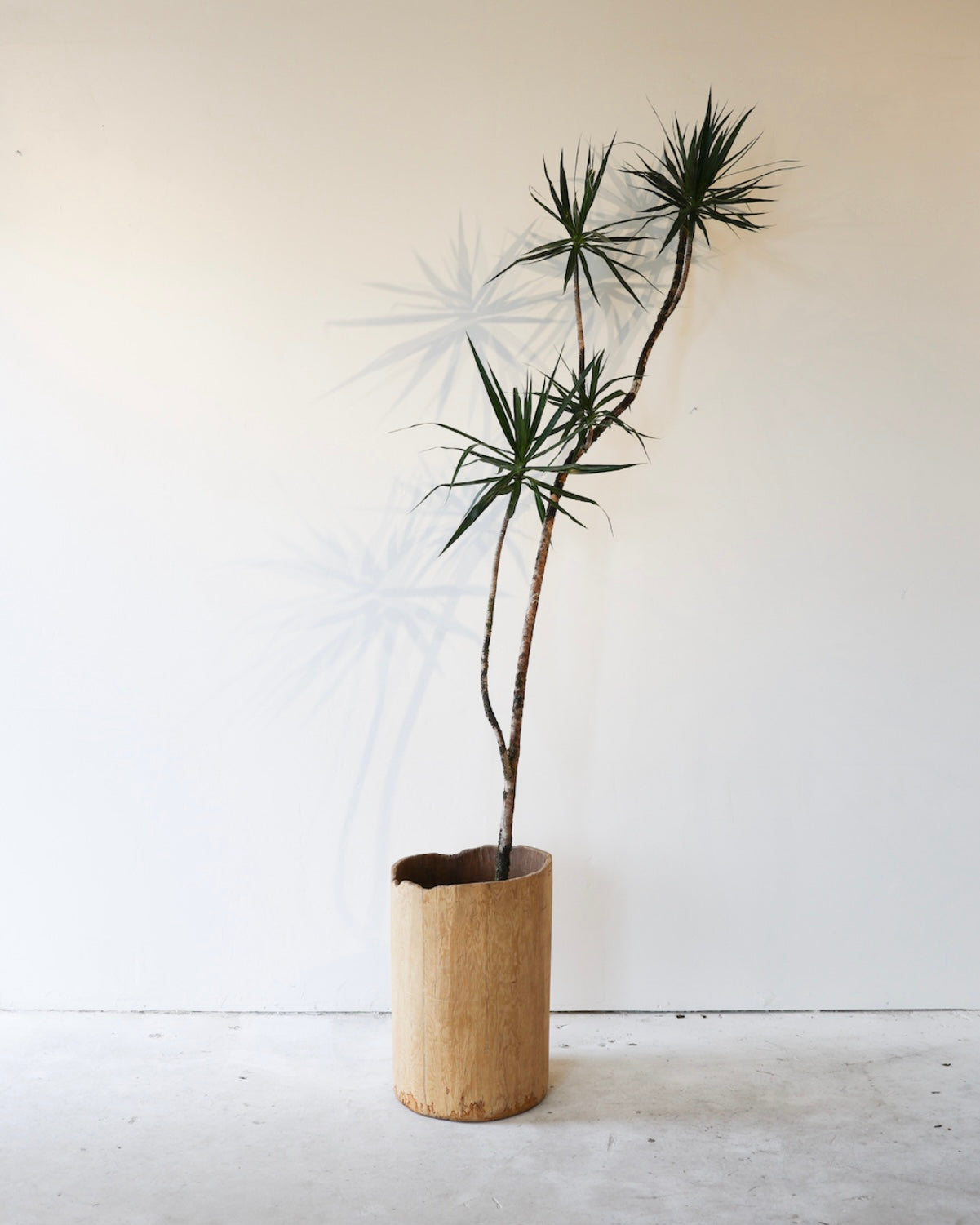 Dracaena Marginata