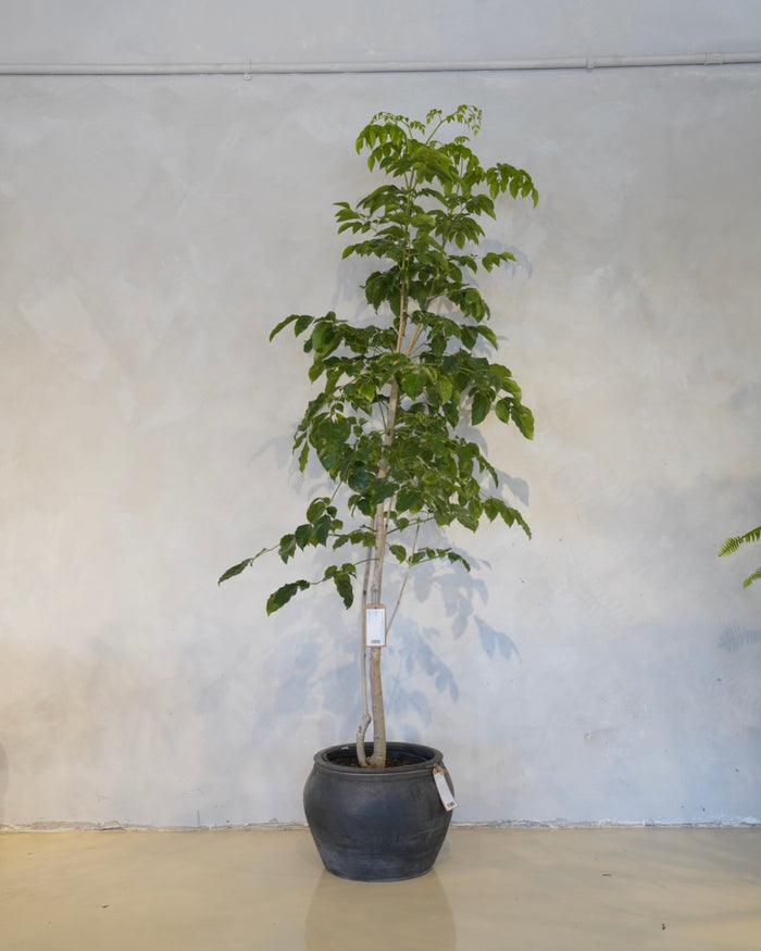 China Doll Tree