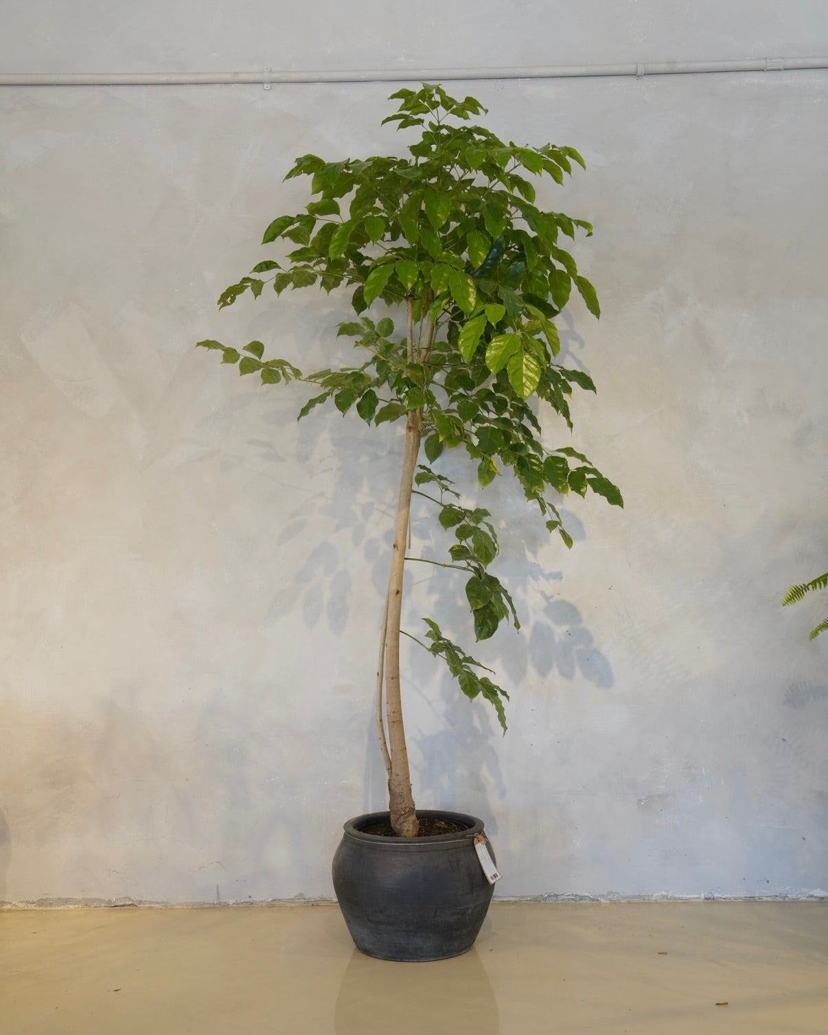 China Doll Tree