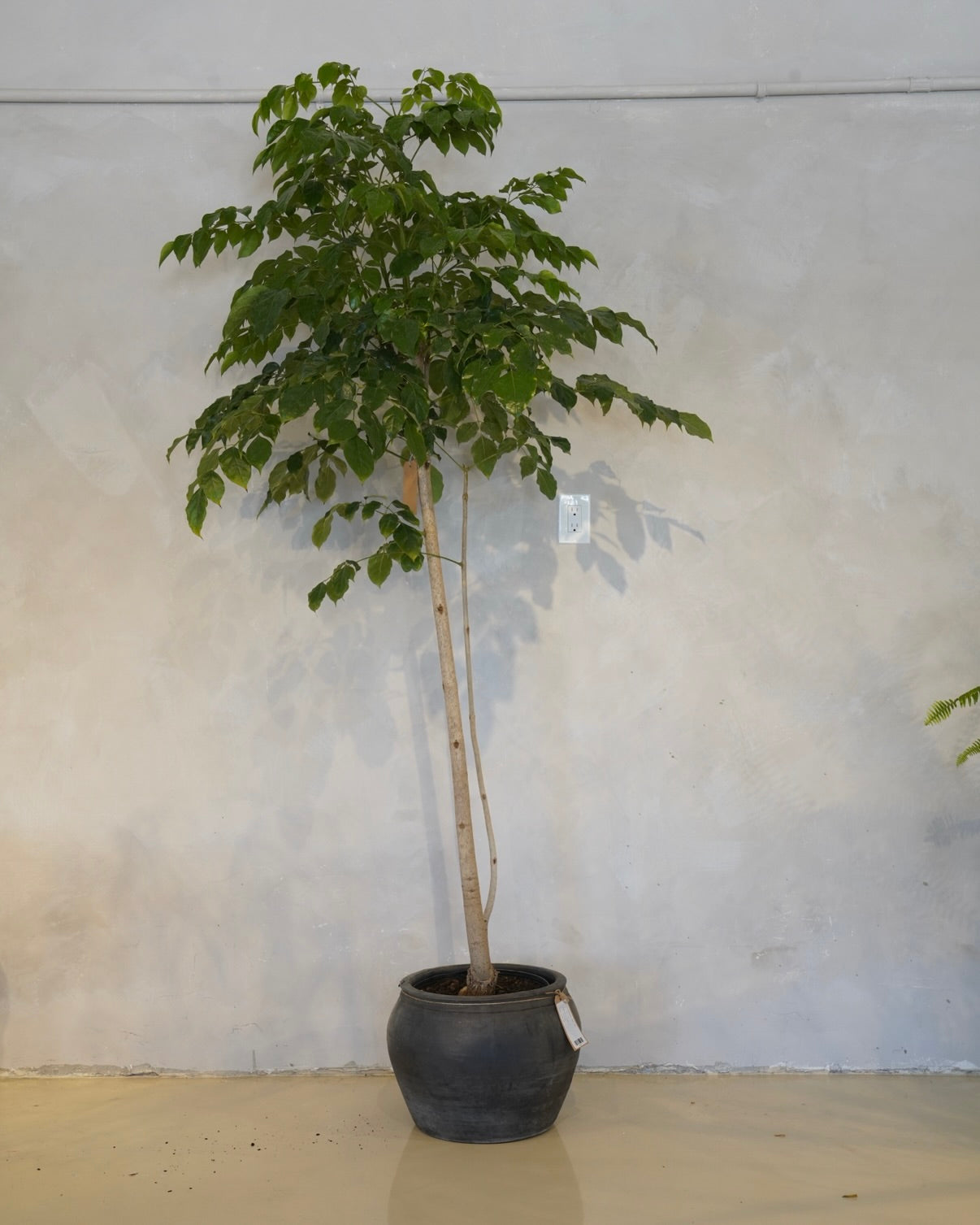 China Doll Tree