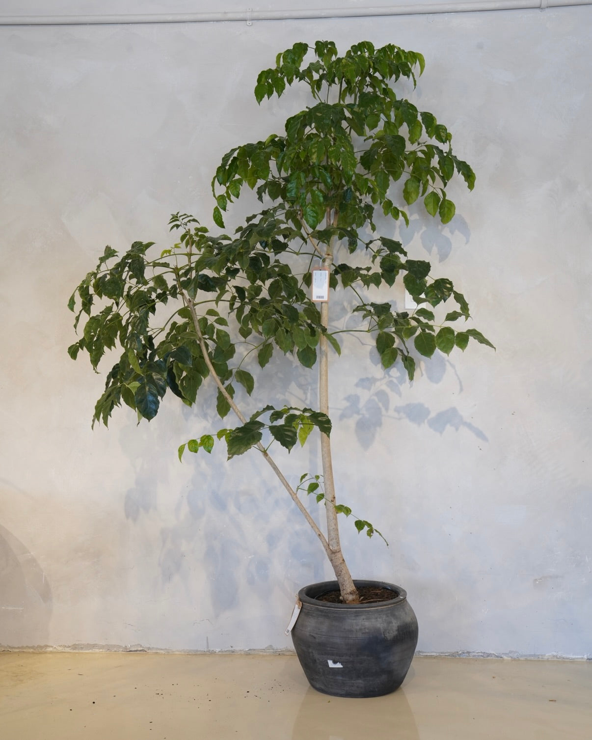 China Doll Tree