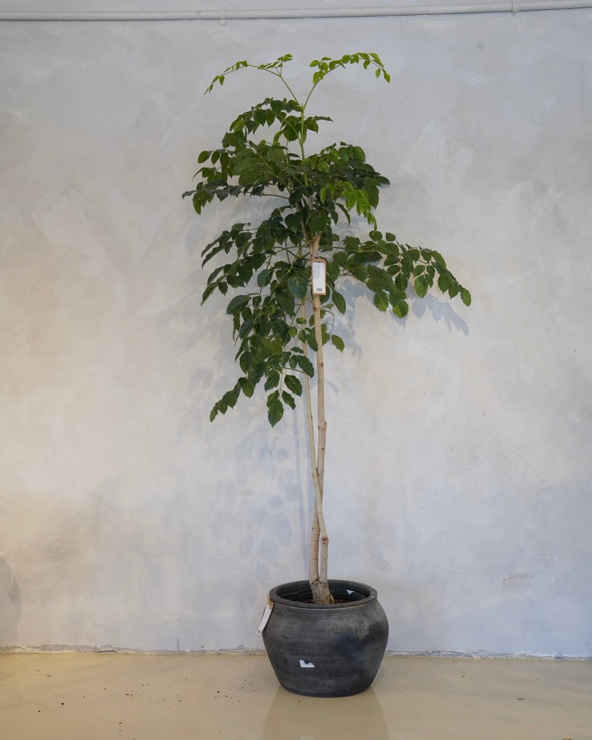 China Doll Tree