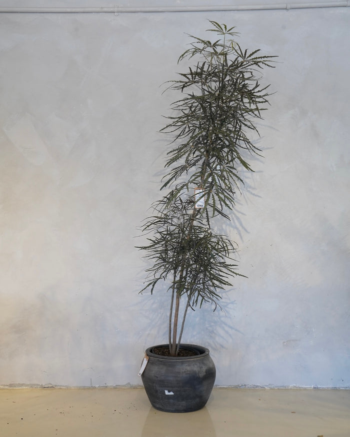 Plerandra Elegantissima, False Aralia