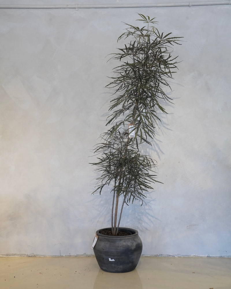 Plerandra Elegantissima, False Aralia