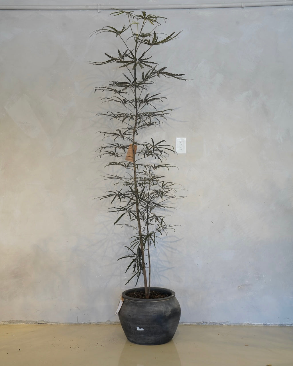 Plerandra Elegantissima, False Aralia