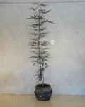 Plerandra Elegantissima, False Aralia