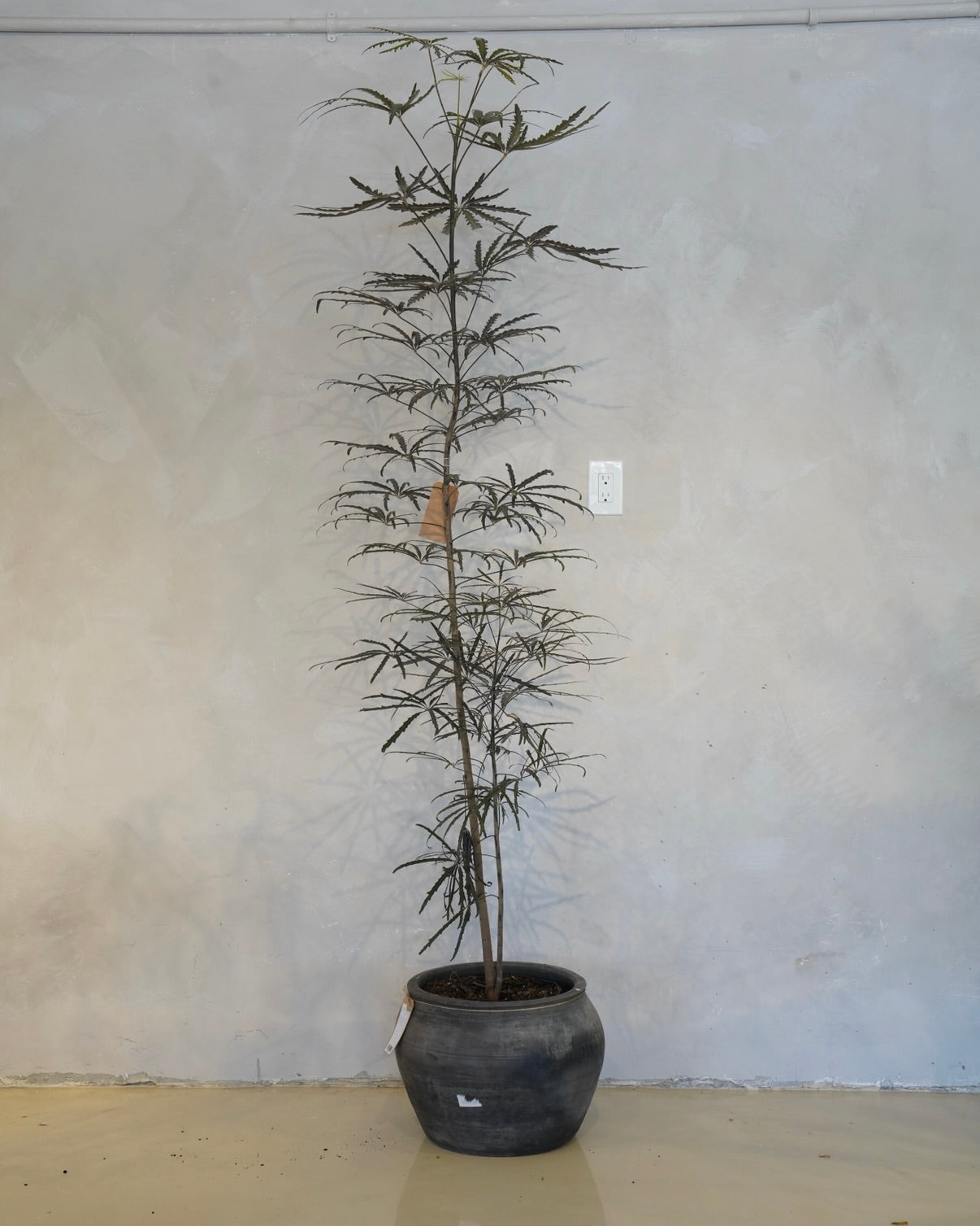 Plerandra Elegantissima, False Aralia