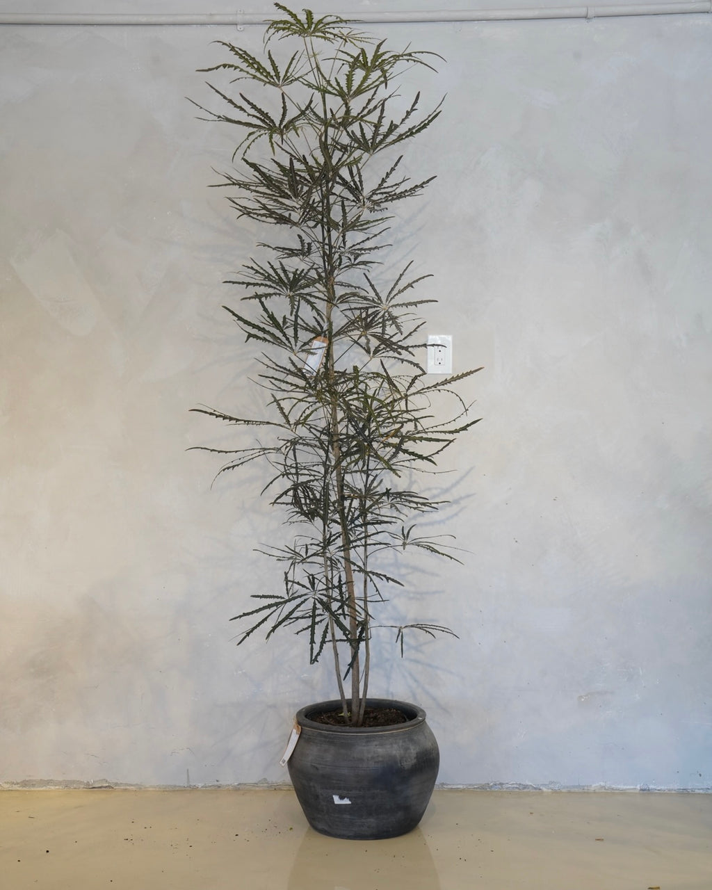 Plerandra Elegantissima, False Aralia