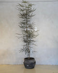 Plerandra Elegantissima, False Aralia