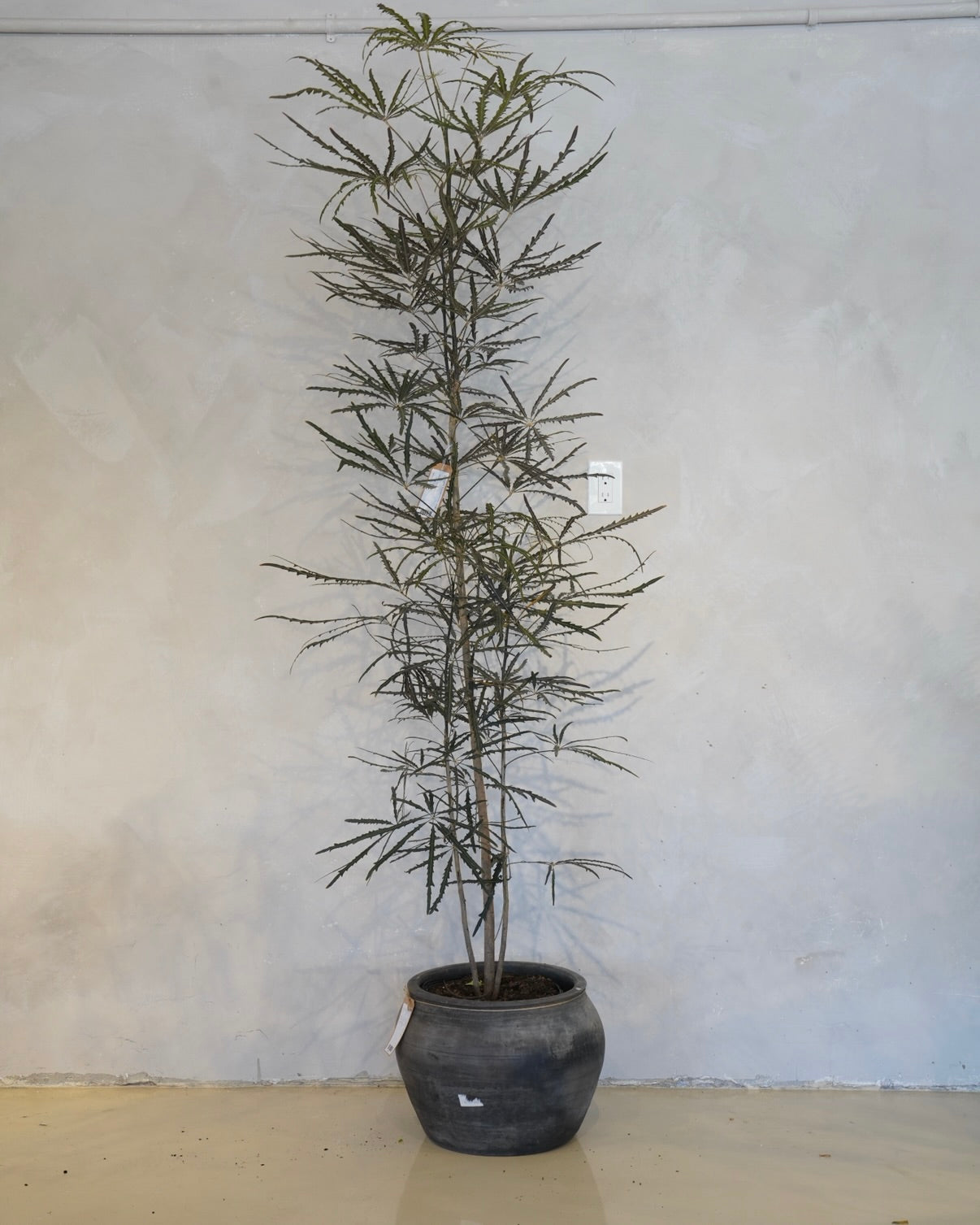 Plerandra Elegantissima, False Aralia