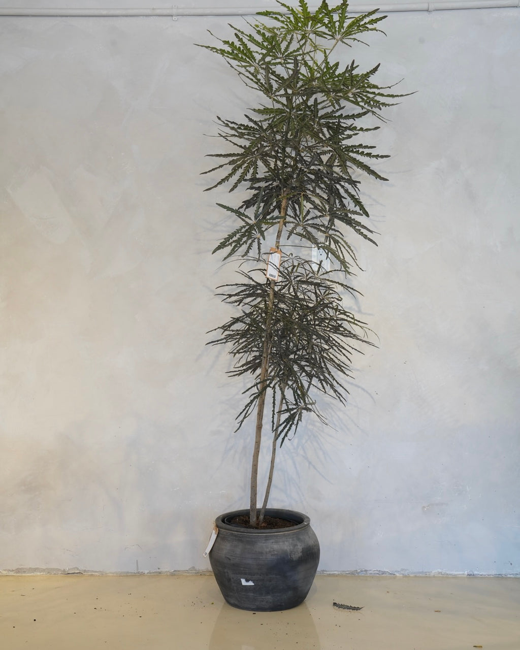 Plerandra Elegantissima, False Aralia