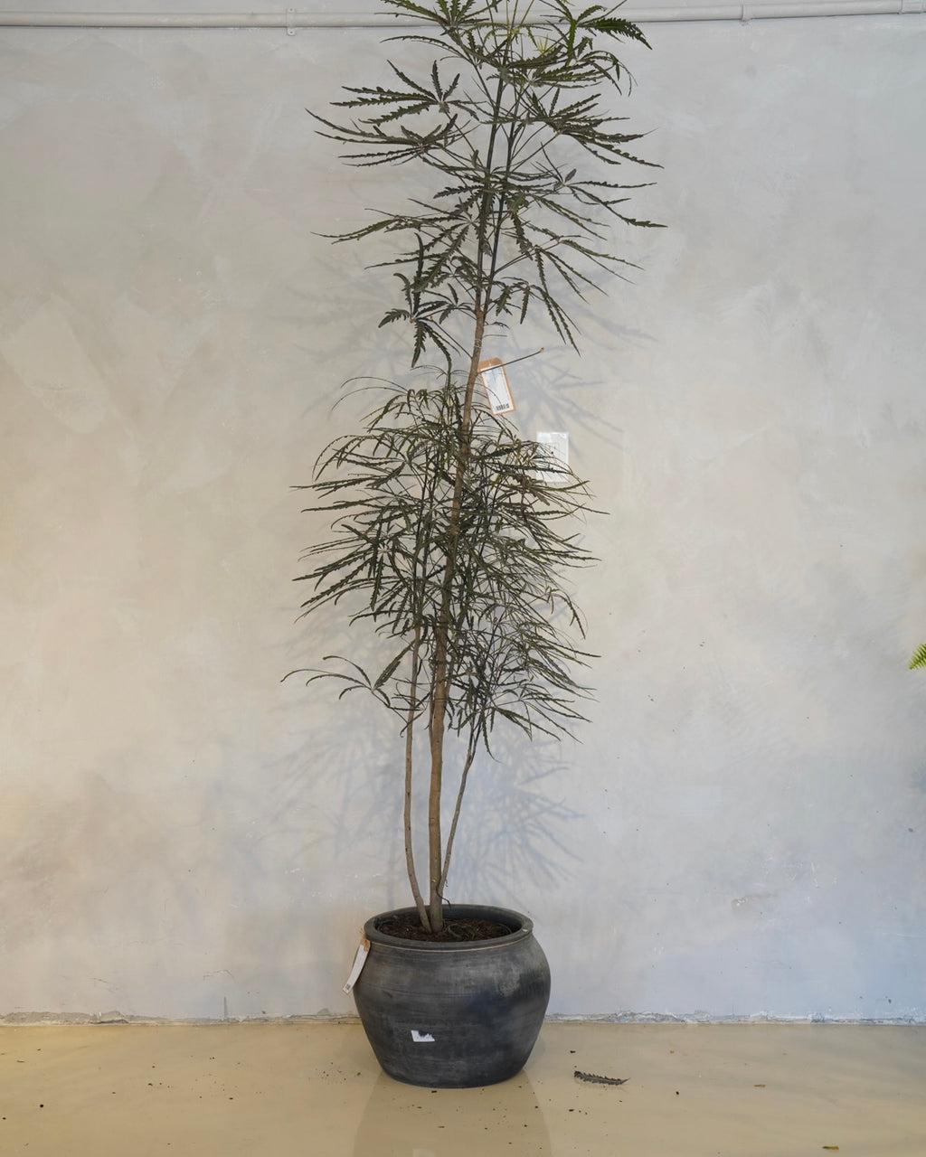 Plerandra Elegantissima, False Aralia