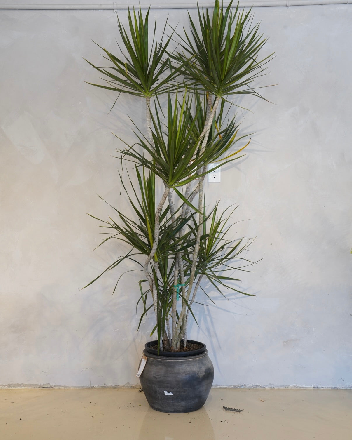 Dracaena Marginata Freestyle