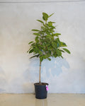 Ficus Altissima, lofty fig