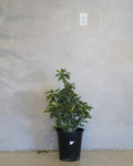 Adenium Arabicum, Desert Rose