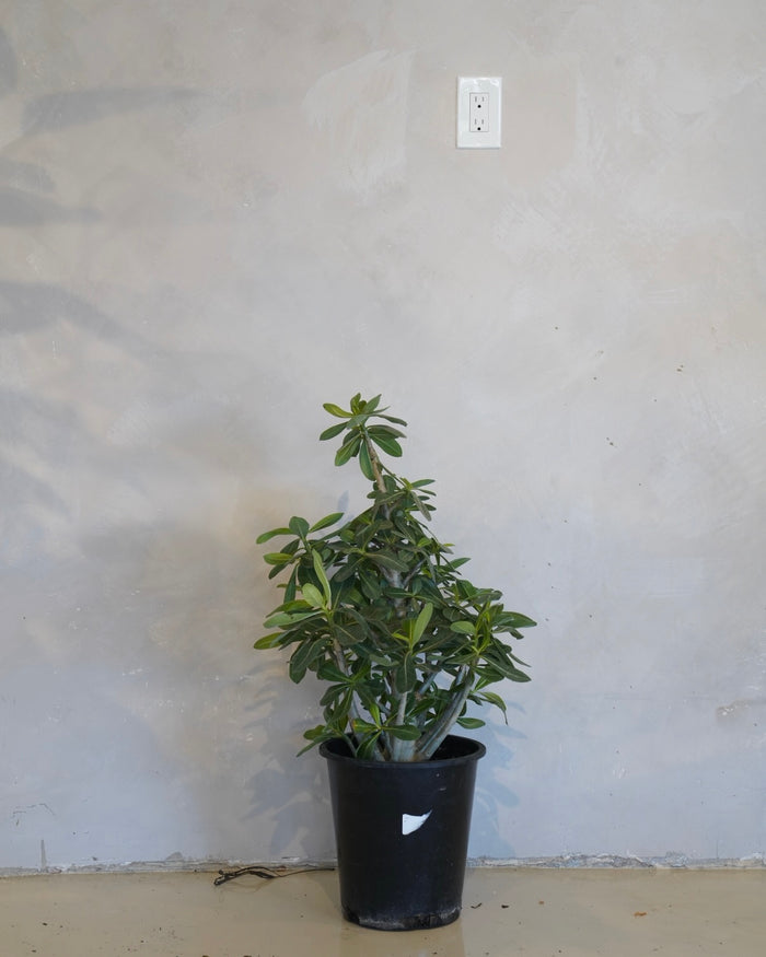 Adenium Arabicum, Desert Rose
