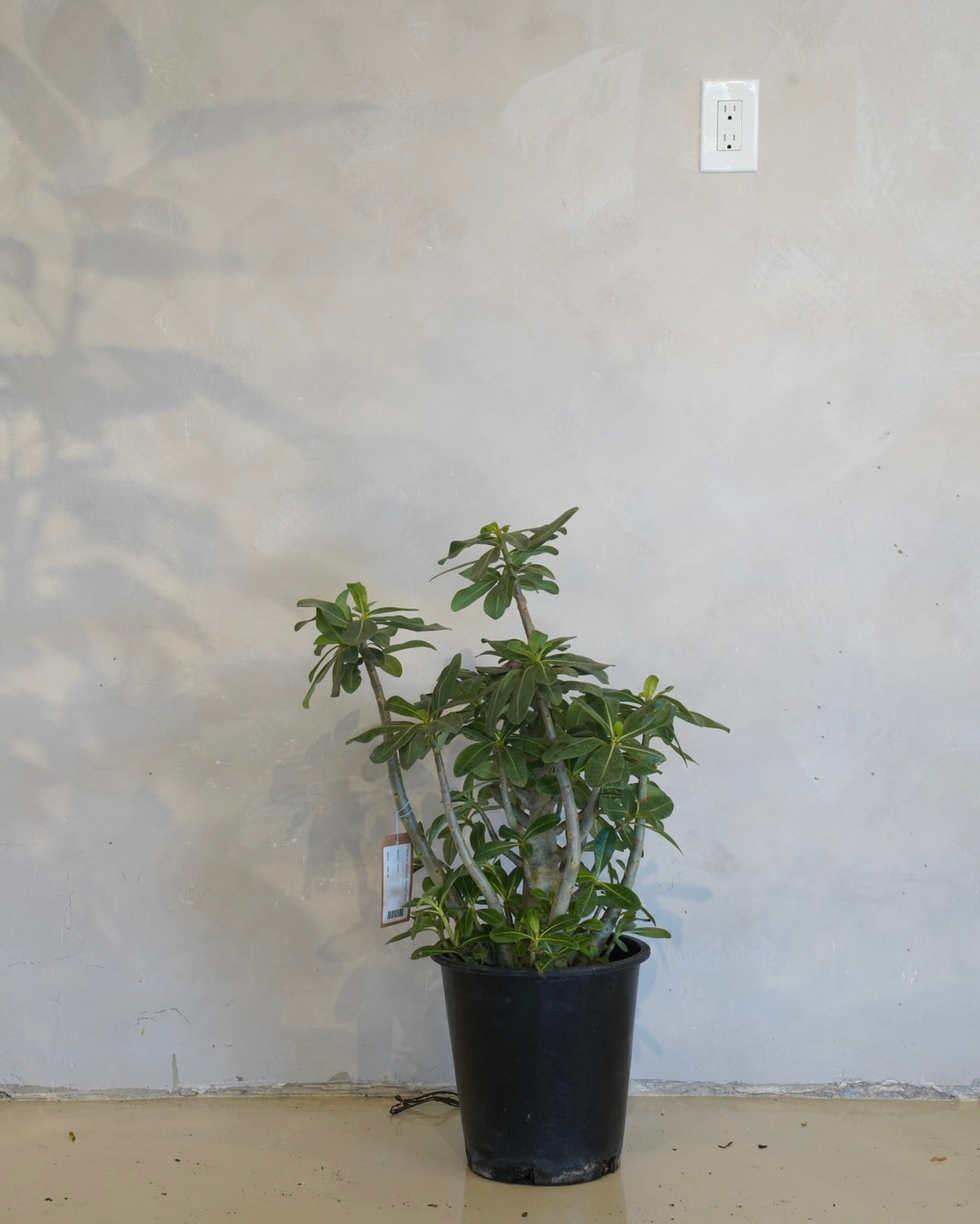 Adenium Arabicum, Desert Rose